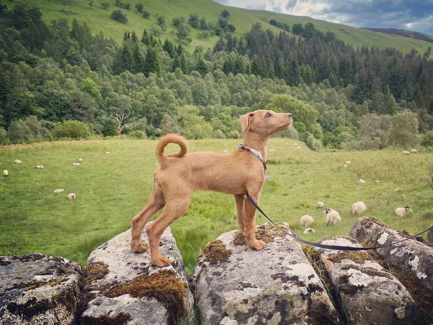 Our tour mascot Chilli